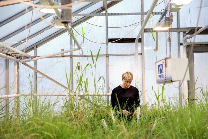 Dame arbeider i et drivhus. Planteforskning. Foto: Jonas Bendiksen.