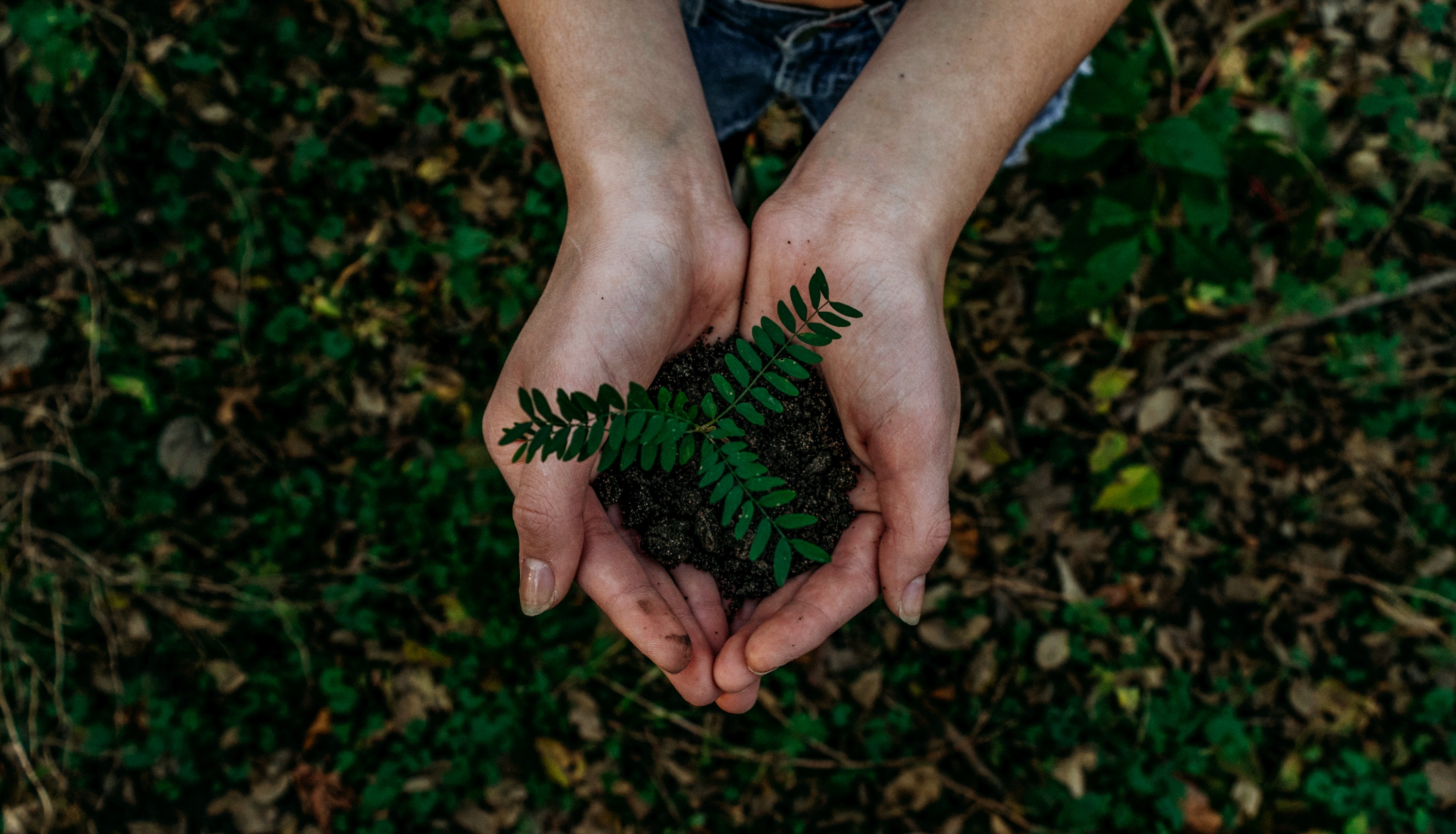 Hender som lager en blomsterpotte for en plante over en skogbunn. Foto: Noah Buscher/Unsplash